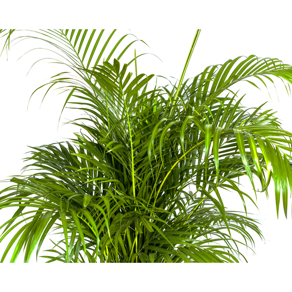 Arecapalme Dypsis lutescens Ø27cm - ↕180cm