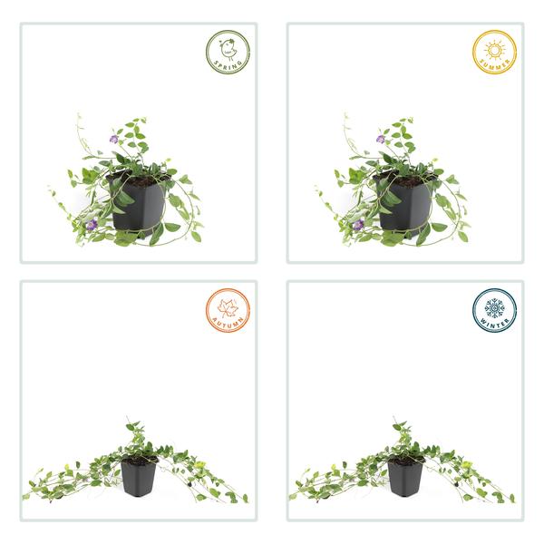 Kleines rotblühendes Immergrün - Vinca minor 'Atropurpurea', - ↕10-25cm - Ø9cm 20 Stück