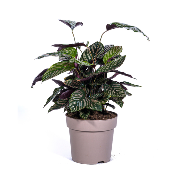 Gebetspflanze - Calathea Ornata Sanderiana Ø27cm - ↕70cm