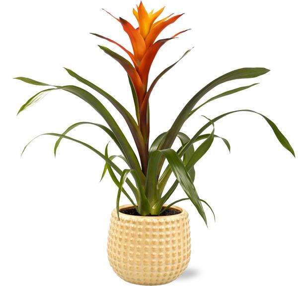 Bromelie - Guzmania Variada - Ø12cm - ↕50cm + Bubble Pot D12,5x11,5cm - Topf Gold