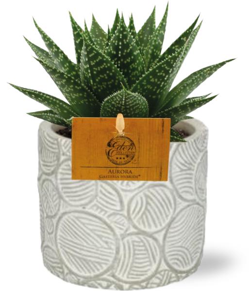 Kuhzungenpflanze - Gasteria Hybride Aurora - Ø11cm - ↕15cm + Stone Pot Circles D12x10cm - Weiß