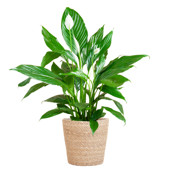 Friedenslilie - Spathiphyllum mit Korb Sofia natur - 80cm - Ø21