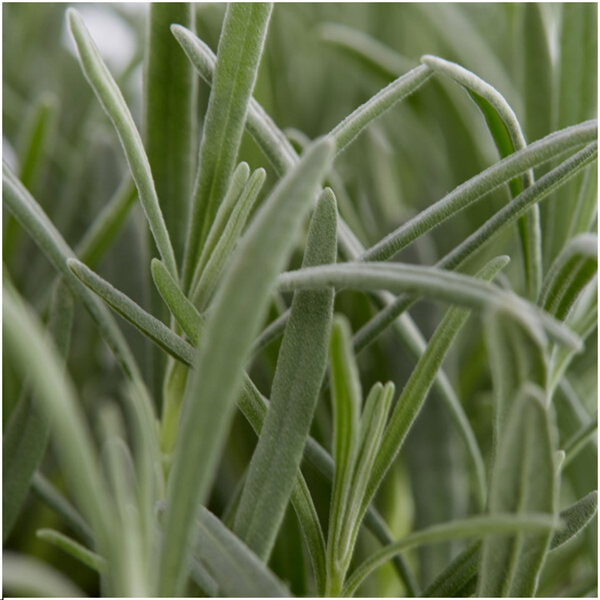 Lavendel - Lavandula angustfolia - 6 x Ø7 cm - ↕25 cm   6 Stück