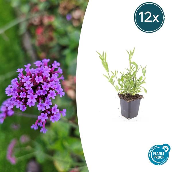 Patagonisches Eisenkraut - Verbena bonariensis - ↕10-25cm - Ø9cm 12 Stück