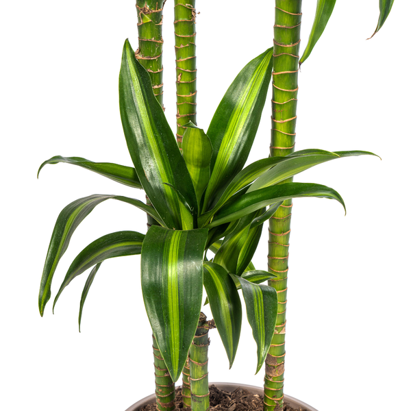 Drachenbaum - Dracaena Deremensis Hawaiian Sunshine Ø27cm - ↕180cm