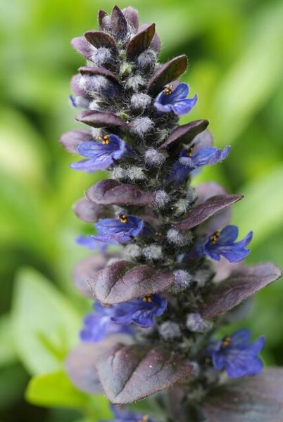 Kriechender Günsel 'Catlin's Giant' - Ajuga reptans 'Catlin's Giant' - ↕10-25cm - Ø9cm - 40x