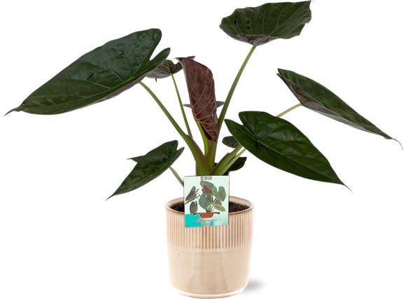 Elefantenohr - Alocasia Wentii - Ø19cm - ↕85cm + Terni Pot D20x20cm - Topf Rosa