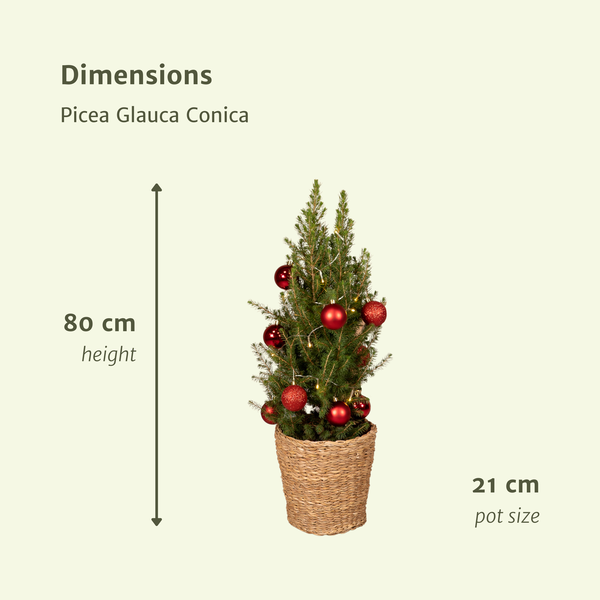 Zuckerhutfichte Kleiner Weihnachtsbaum - Picea Glauca Conica - Ø21cm - ↕80cm - Red - Ø21 - ↨80cm