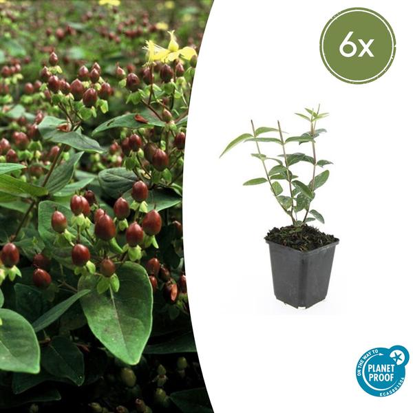 Johanniskraut - Hypericum inodorum - ↕10-25cm - Ø9cm - 6x