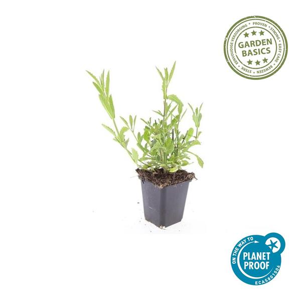 Patagonisches Eisenkraut - Verbena bonariensis - ↕10-25cm - Ø9cm 60 Stück