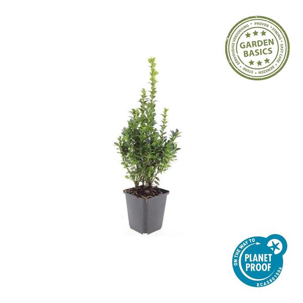 Buchsbaum - Buxus Sempervirens - ↕10-25cm - Ø9cm - 20x