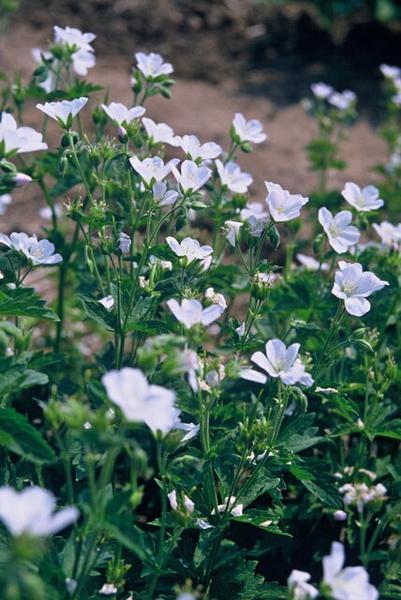 Schneestorchschnabel Album - Geranium sang. 'Album' - ↕10-25cm - Ø9cm - 40x