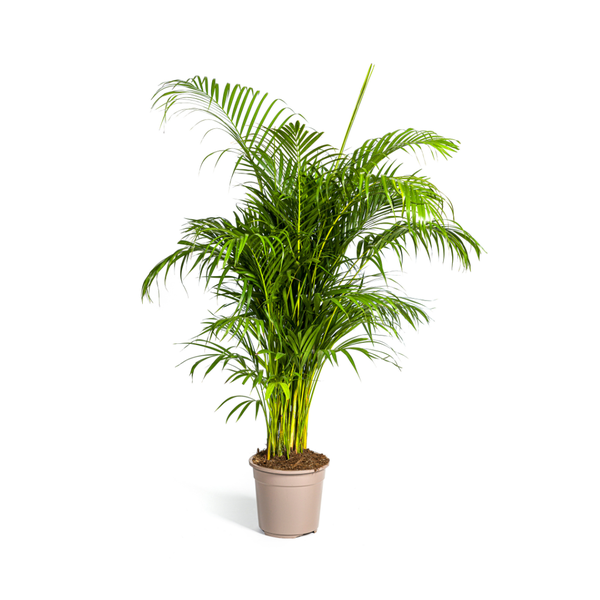 Arecapalme Dypsis lutescens Ø27cm - ↕180cm