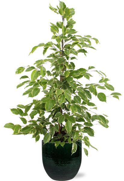 Birkenfeige - Ficus Benjamina Goldenking - Ø21cm - ↕95cm + Jolin Pot D24x23cm - Topf Grün