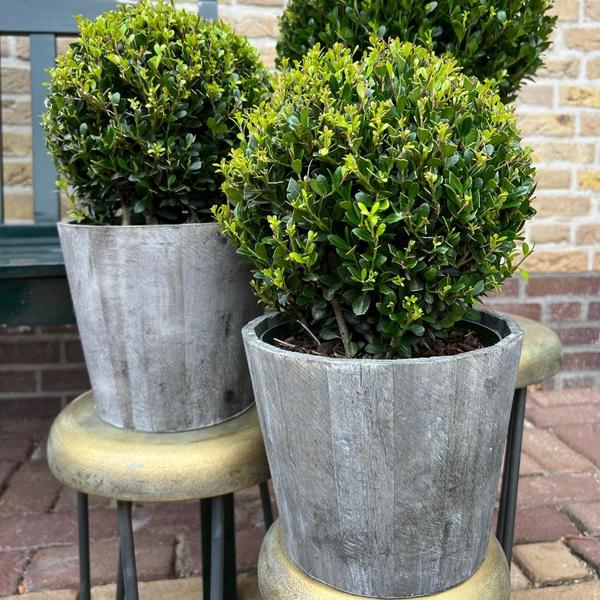 Japanische Stechpalmen Set - Ilex Crenata 'Jenny' Ball im Holztopf Set von 2 Stück 20 cm Ø