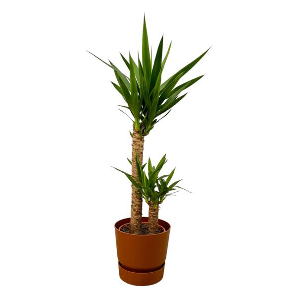 Yucca - ↨100cm - Ø21cm inklusive elho Greenville Topf braun D24xH23