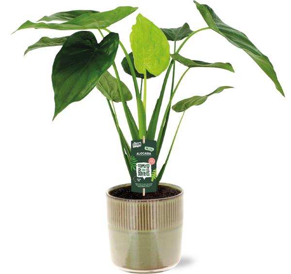 Zwergelefantenohr - Alocasia Cucullata - Ø19cm - ↕55cm + Terni Pot D20x20cm - Grün