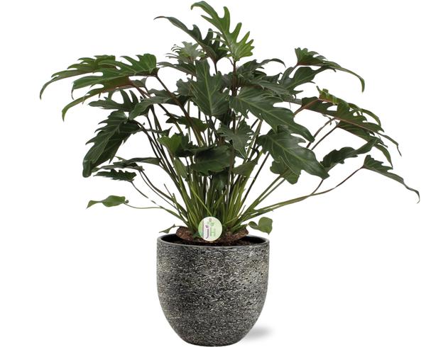 Philodendron Xanadu - Ø21cm - ↕65cm + Tim Pot D24x22cm - Topf Schwarz Weiß