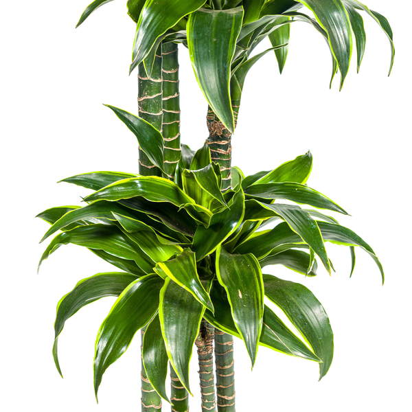 Drachenbaum - Dracaena Deremensis Dorado Ø27cm - ↕180cm