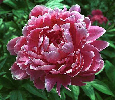 Pfingstrose - Paeonia 'Jadwige' - 4 Stück