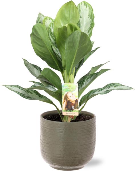 Kolbenfaden - Aglaonema Silver Bay - Ø17cm - ↕55cm + Aresso Pot D18x16,5cm - Topf Grau Grün