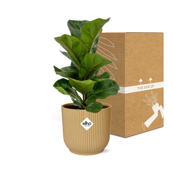 Geigenfeige - Ficus Lyrata Bambino in ELHO Vibes Fold 14cm geel Topf gelb