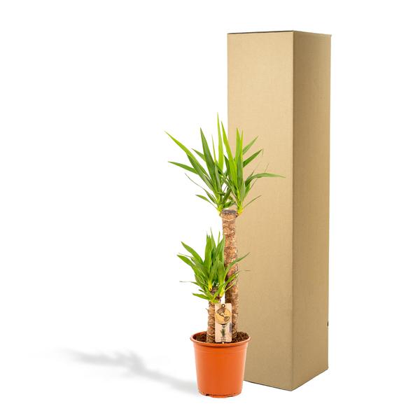 Yucca - Ø21cm - ↕100cm