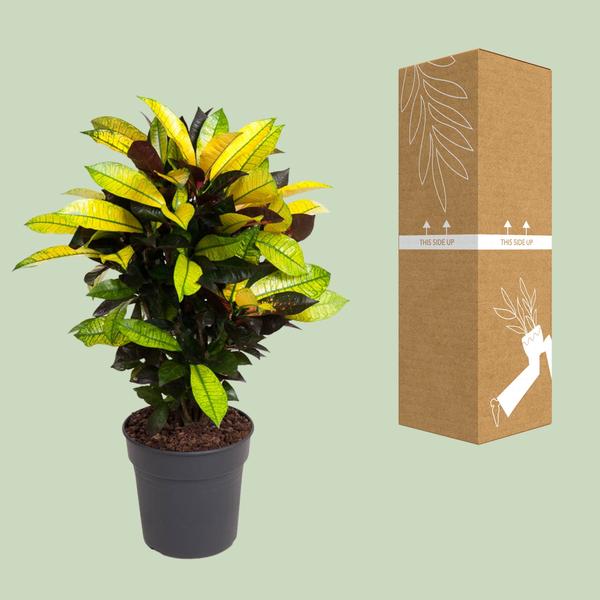 Wunderstrauch - Codiaeum Variegatum Mrs Iceton - Ø21cm - ↕70cm