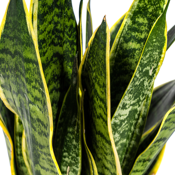 Schwiegermutterzunge - Sansevieria Trifasciata Futura Superba Ø17cm - ↕50-55cm