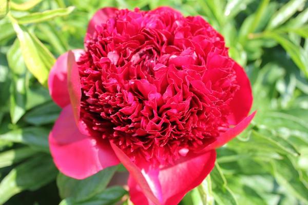 Pfingstrose - Paeonia 'Red Charme' - 2 Stück