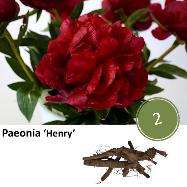 Pfingstrose - Paeonia 'Henry' - 2 Stück