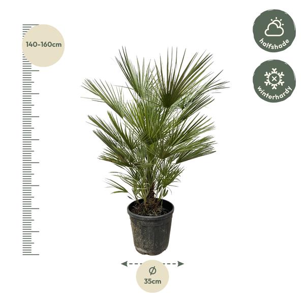 Zwergpalme auch Europäische Zwergpalme - Chamaerops Humilis Strauch - 150cm- ø30