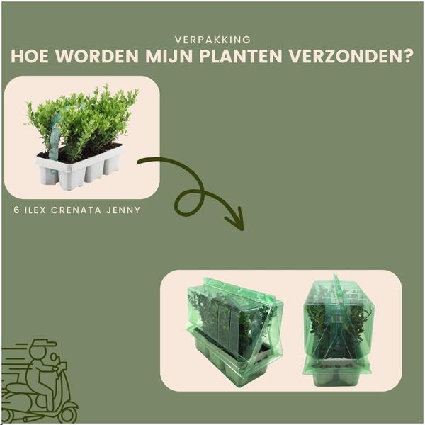 Japanische Stechpalme - Ilex crenata 'Jenny' - 6 x Ø7 cm - ↕15 cm - 6 Stück