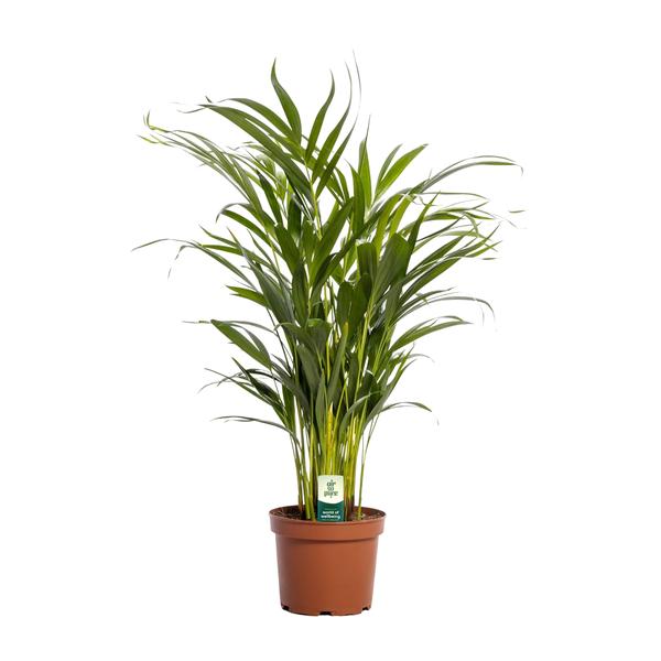 Arecapalme Dypsis Lutescens - Ø17cm - ↕65cm