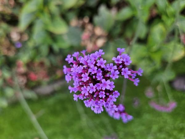 Patagonisches Eisenkraut - Verbena bon. 'Lollipop' - ↕10-25cm - Ø9cm - 12x