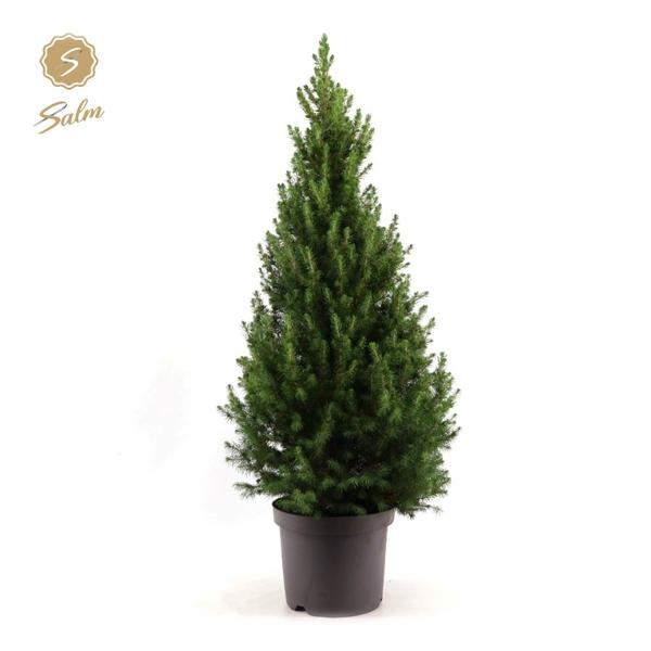 Kanadische Fichte - Picea Glauca 'December' - Ø26cm - ↕100cm