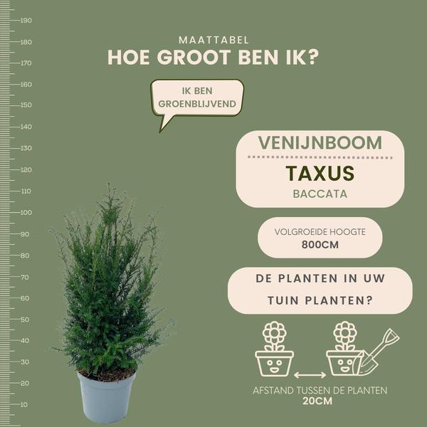 Europäische Eibe - Taxus Baccata - Pflanzen für 10 laufende Meter Hecken - 12L - 25 x 80-100 cm  25 Stück