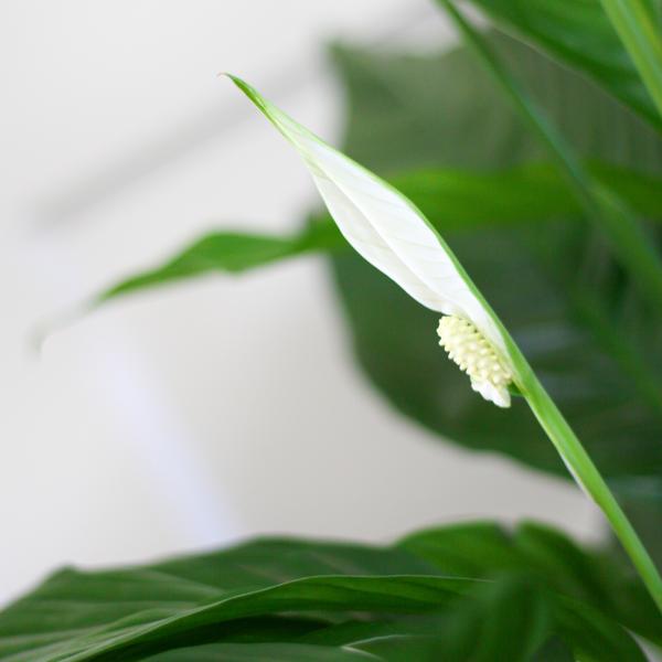 Friedenslilie - Spathiphyllum mit Korb Lissabon Schwarz - 80cm - Ø21