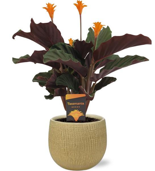 Ewige Flamme - Calathea Crocata - Ø14cm - ↕40cm + Ryan Pot D15x13cm - Topf Gold