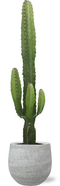 Kaktuswolfsmilch - Euphorbia Acrurensis - Ø17cm - ↕50cm + Ryan Pot D18x16cm - Topf Weiß