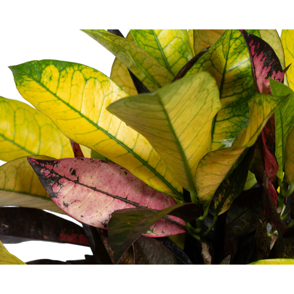 Wunderstrauch Iceton - Codiaeum 'Croton' Iceton Ø17cm - ↕50cm