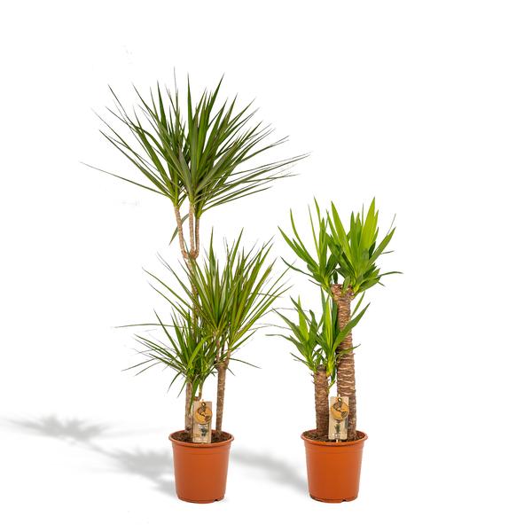 Palmen Mix - Dracaena -↨120cm - Ø21cm + Yucca - ↨100cm - Ø21cm