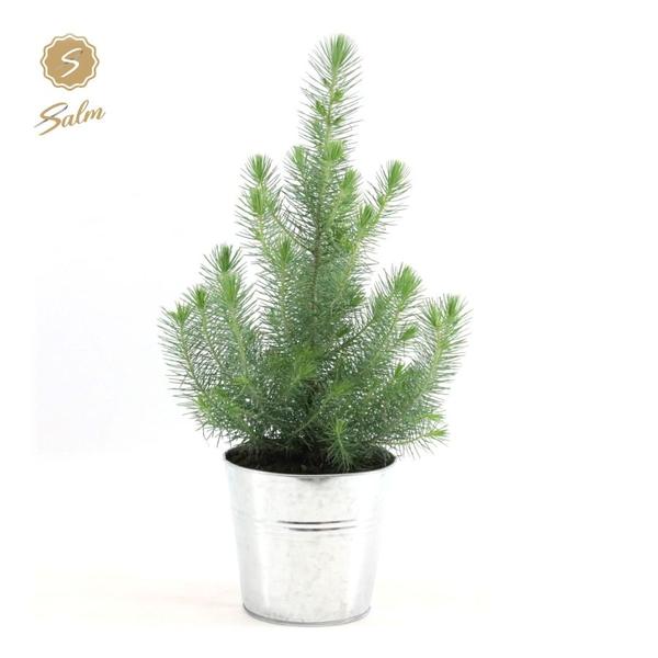 Pinus Pinea 'Silver Crest' + Pot Zinc - Ø17cm - ↕45cm mit Zinktopf