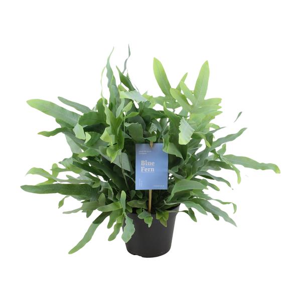 Blauer Tüpfelfarn - Phlebodium Blue Fern - Ø14cm - ↕40cm