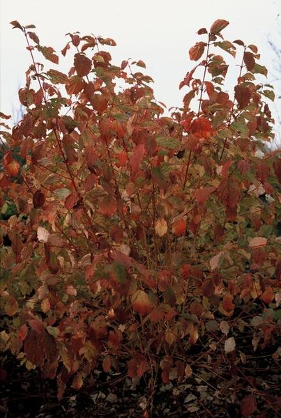 Roter Hartriegel - Cornus sang. 'Midwinter Fire' - ↕10-25cm - Ø9cm  - 20x