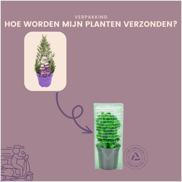 Echt duftender Lavendel-Weihnachtsbaum - Echte geurende Lavendel Kerstboom - 15 cm Ø - 40-50 cm ↨  - Lavendel