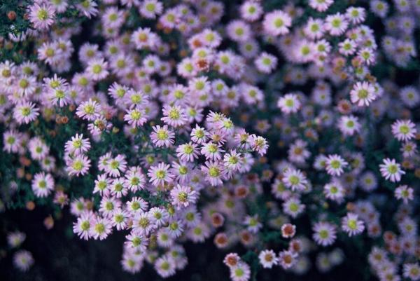 Asiatische Wildaster - Aster ageratoides 'Stardust' - ↕10-25cm - Ø9cm - 6x