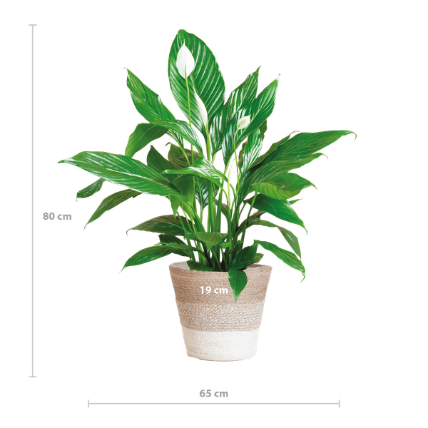 Friedenslilie - Spathiphyllum mit Korb Lissabon weiß - 80cm - Ø21