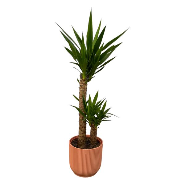 Yucca - ↨100cm - Ø21cm inklusive elho Vibes Fold Round Topf rosa D22xH20