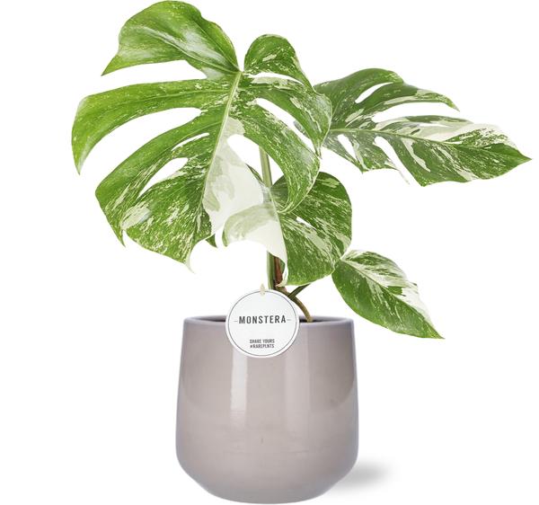 Schweizer Käsepflanze - Monstera Deliciosa Variegata - Ø15cm - ↕45cm + Puglia Pot D16,5/18x16cm - Topf Grau